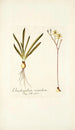 Ornithogalum secundum - Nikolaus Joseph Freiherr von Jacquin — näkymä teoksesta