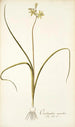 Ornithogalum suaveolens - Nikolaus Joseph Freiherr von Jacquin — näkymä teoksesta
