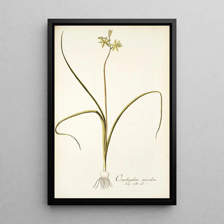 Nikolaus Joseph Freiherr von Jacquin - Ornithogalum suaveolens.webp