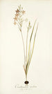 Ornithogalum tenellum - Nikolaus Joseph Freiherr von Jacquin — näkymä teoksesta