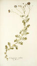 Osteospermum caeruleum - Nikolaus Joseph Freiherr von Jacquin — näkymä teoksesta