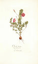 Oxalis hirta - Nikolaus Joseph Freiherr von Jacquin — näkymä teoksesta
