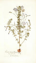 Oxalis hirta varietas - Nikolaus Joseph Freiherr von Jacquin — näkymä teoksesta