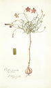 Oxalis versicolor - Nikolaus Joseph Freiherr von Jacquin — näkymä teoksesta
