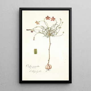 Nikolaus Joseph Freiherr von Jacquin - Oxalis versicolor.webp