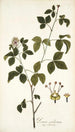 Panax aculeatum - Nikolaus Joseph Freiherr von Jacquin — näkymä teoksesta