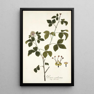 Nikolaus Joseph Freiherr von Jacquin - Panax aculeatum.webp