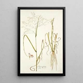 Nikolaus Joseph Freiherr von Jacquin - Panicum coloratum.webp