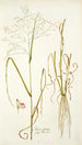 Panicum coloratum - Nikolaus Joseph Freiherr von Jacquin — näkymä teoksesta