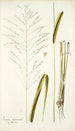 Panicum maximum - Nikolaus Joseph Freiherr von Jacquin — näkymä teoksesta