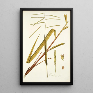 Nikolaus Joseph Freiherr von Jacquin - Paspalum virgatum.webp