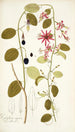 Passiflora cuprea - Nikolaus Joseph Freiherr von Jacquin — näkymä teoksesta