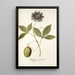 Passiflora incarnata - Nikolaus Joseph Freiherr von Jacquin — kehystetty taideteos seinällä