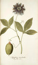 Passiflora incarnata - Nikolaus Joseph Freiherr von Jacquin — näkymä teoksesta