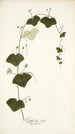 Passiflora lutea - Nikolaus Joseph Freiherr von Jacquin — näkymä teoksesta
