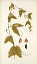 Passiflora rubra - Nikolaus Joseph Freiherr von Jacquin — näkymä teoksesta