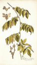 Paullinia cauliflora - Nikolaus Joseph Freiherr von Jacquin — näkymä teoksesta