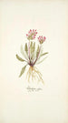 Pedicularis rosea - Nikolaus Joseph Freiherr von Jacquin — näkymä teoksesta