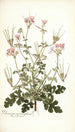Pelargonium anemonaefolium - Nikolaus Joseph Freiherr von Jacquin — näkymä teoksesta