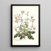 Pelargonium anemonaefolium - Nikolaus Joseph Freiherr von Jacquin — kehystetty taideteos seinällä