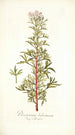 Pelargonium balsameum - Nikolaus Joseph Freiherr von Jacquin — näkymä teoksesta