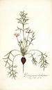 Pelargonium barbatum - Nikolaus Joseph Freiherr von Jacquin — näkymä teoksesta