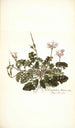 Pelargonium betonicum - Nikolaus Joseph Freiherr von Jacquin — näkymä teoksesta