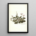 Pelargonium betonicum - Nikolaus Joseph Freiherr von Jacquin — kehystetty taideteos seinällä