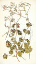 Pelargonium bullatum - Nikolaus Joseph Freiherr von Jacquin — näkymä teoksesta