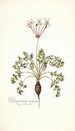 Pelargonium carneum - Nikolaus Joseph Freiherr von Jacquin — näkymä teoksesta