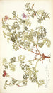 Pelargonium caucalifolium - Nikolaus Joseph Freiherr von Jacquin — näkymä teoksesta