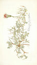 Pelargonium chamaedryfolium - Nikolaus Joseph Freiherr von Jacquin — näkymä teoksesta