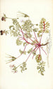Pelargonium coriandrifolium - Nikolaus Joseph Freiherr von Jacquin — näkymä teoksesta