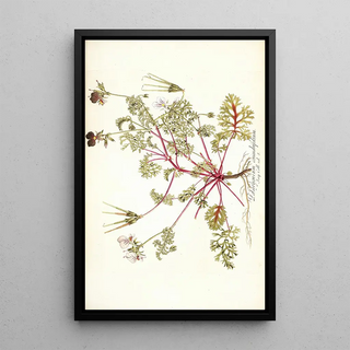 Nikolaus Joseph Freiherr von Jacquin - Pelargonium coriandrifolium.webp