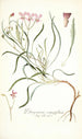 Pelargonium coronopifolium - Nikolaus Joseph Freiherr von Jacquin — näkymä teoksesta