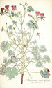 Pelargonium cortusaefolium - Nikolaus Joseph Freiherr von Jacquin — näkymä teoksesta