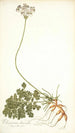 Pelargonium daucoides - Nikolaus Joseph Freiherr von Jacquin — näkymä teoksesta