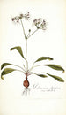 Pelargonium depressum - Nikolaus Joseph Freiherr von Jacquin — näkymä teoksesta