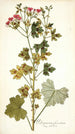 Pelargonium fuscatum - Nikolaus Joseph Freiherr von Jacquin — näkymä teoksesta