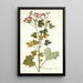 Pelargonium fuscatum - Nikolaus Joseph Freiherr von Jacquin — kehystetty taideteos seinällä