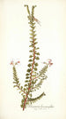 Pelargonium hermanni aefolium - Nikolaus Joseph Freiherr von Jacquin — näkymä teoksesta