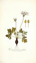 Pelargonium heterophyllum - Nikolaus Joseph Freiherr von Jacquin — näkymä teoksesta