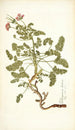 Pelargonium hirtum - Nikolaus Joseph Freiherr von Jacquin — näkymä teoksesta
