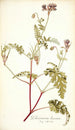 Pelargonium lacerum - Nikolaus Joseph Freiherr von Jacquin — näkymä teoksesta