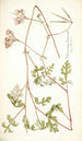 Pelargonium longicaule - Nikolaus Joseph Freiherr von Jacquin — näkymä teoksesta