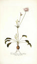 Pelargonium longifolium - Nikolaus Joseph Freiherr von Jacquin — näkymä teoksesta
