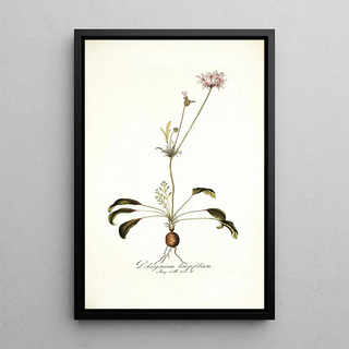 Nikolaus Joseph Freiherr von Jacquin - Pelargonium longifolium.webp