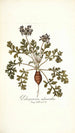 Pelargonium melananthon - Nikolaus Joseph Freiherr von Jacquin — näkymä teoksesta