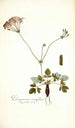 Pelargonium nervifolium - Nikolaus Joseph Freiherr von Jacquin — näkymä teoksesta