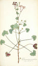 Pelargonium patulum - Nikolaus Joseph Freiherr von Jacquin — näkymä teoksesta